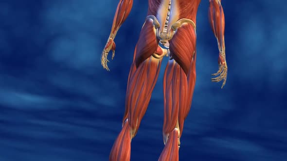 Muscular System lower body animation,