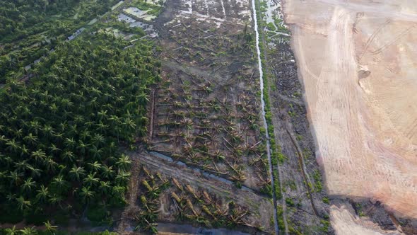 Oil palm tree is cut during land clearing