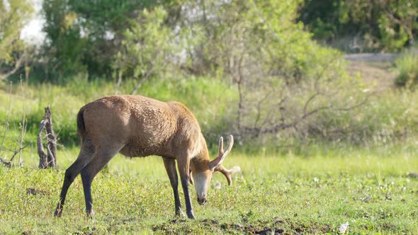 Largest deer species from South America, wild tawny marsh deer, blastocerus dichotomus grazing on gr