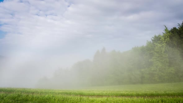 Foggy Morning in Green Forest Landscape