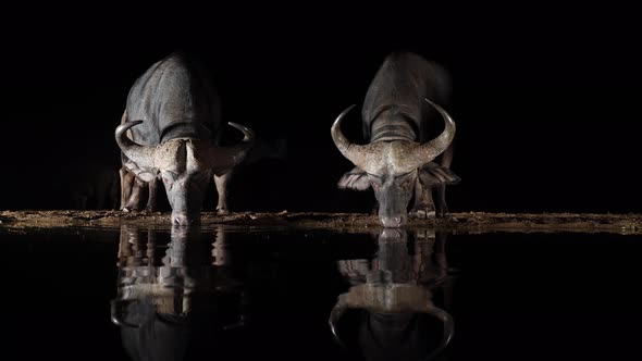 Two reflected Cape Buffalo drink water from black pond on dark night