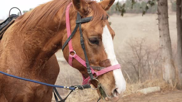 Woman Stroking a Beautiful Brown Harnessed Horse with a White Spot on the Muzzle