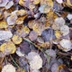 Autumn Leaves Background - VideoHive Item for Sale