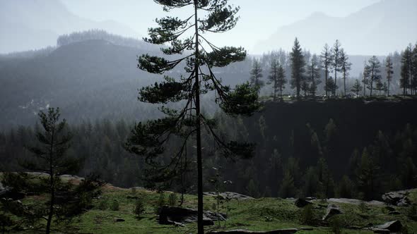 Misty Foggy Mountain Landscape with Fir Forest