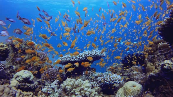 Reef Marine Underwater Scene