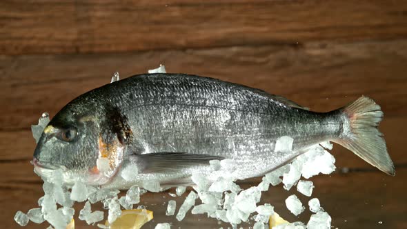 Super Slow Motion Shot of Flying Fresh Bream Fish and Crushed Ice at 1000 Fps