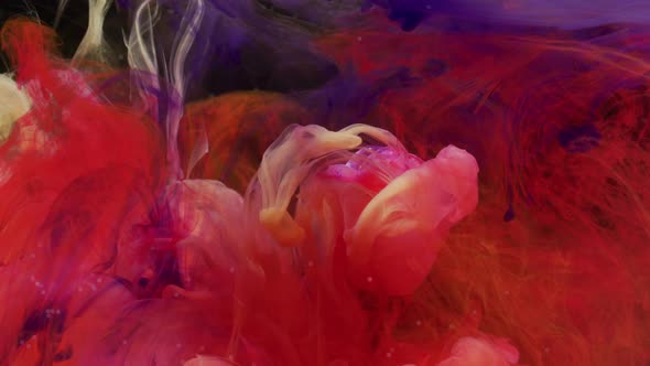 Rose veiled by ink alt