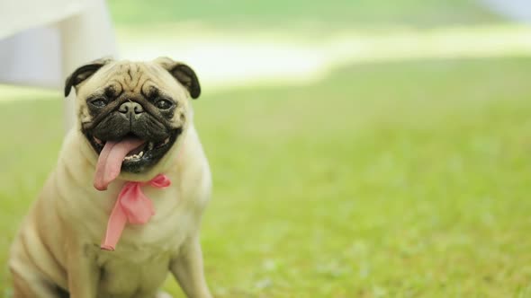 Funny Pug Dog Looking Pitifully Sitting in Comical Pose