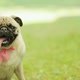 Funny Pug Dog Looking Pitifully Sitting in Comical Pose - VideoHive Item for Sale