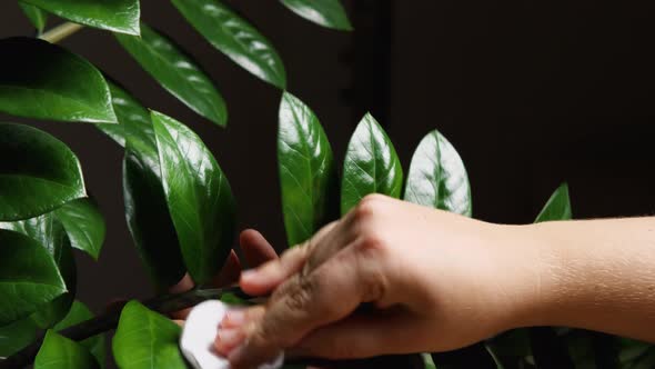 Close-up of a woman's hand wiping the leaves of Zamioculcas from dust with a cotton swab