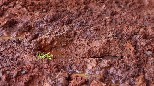 Green praying mantis walking on mud