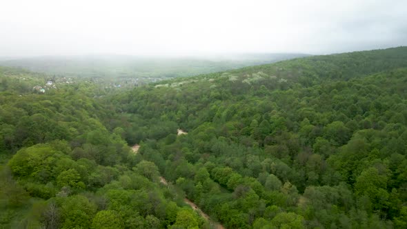 Flight along the forest