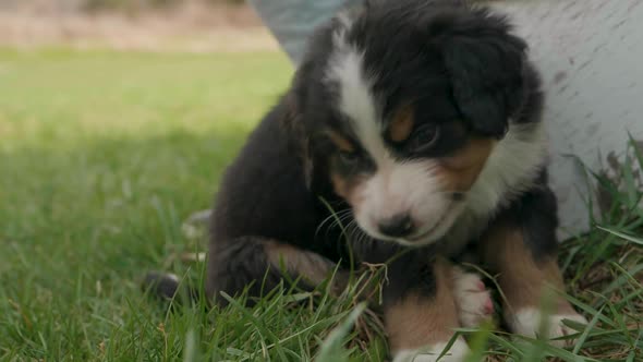 Adorable Burnese Mountain dog sitting near a front porch chews at some long grass in slow motion