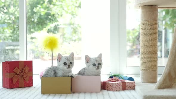 Cute Tabby Kitten Playing In A Gift Box With Christmas Decoration,Slow Motion