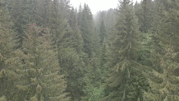 Ukraine, Carpathians: Forest Landscape, Aerial View. Flat, Gray