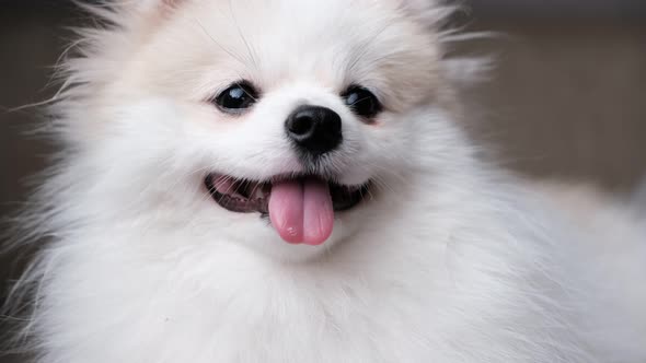 cute relax white hair pomeranian dog look at camera smile with tongue out