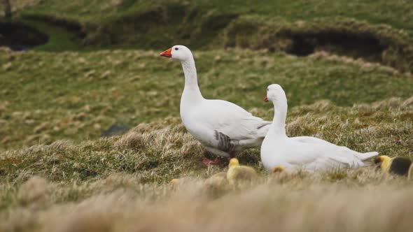 Hatchlings Walking Behind the White Ducks with Grass