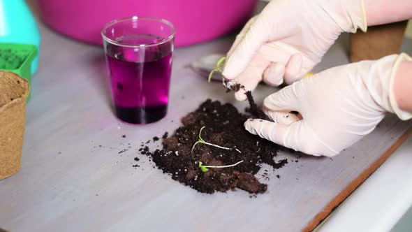 Dipping seedling root into permanganic acid solution