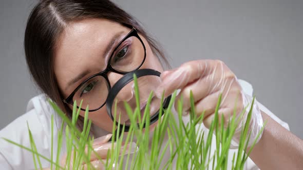 Specialist Looks at Green Laboratory Grass Through Magnifier