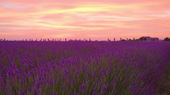 Beautiful Sunset Colors on the Purple Lavender Field