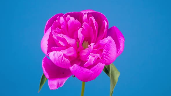 Pink Peony Flower Blooming