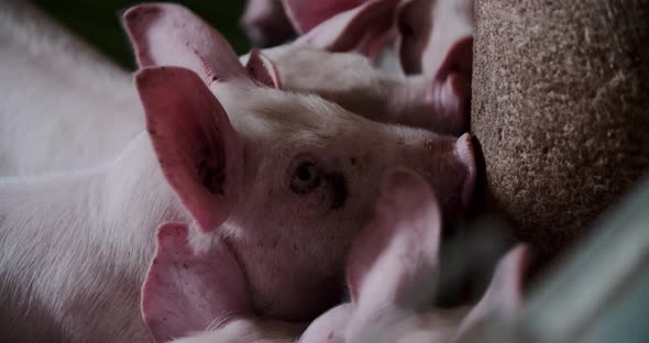 Pigs at Livestock Farm Pork Production Piglet Breeding