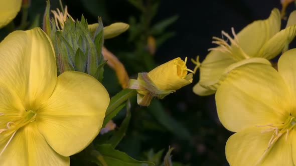 Yellow Flower Quickly Dissolves the Petals