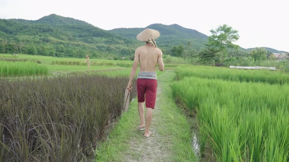 Farmer Walking Away On Path Through The Rice Field