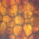 Bed Bug Cimex Lectularius Under a Microscope - VideoHive Item for Sale