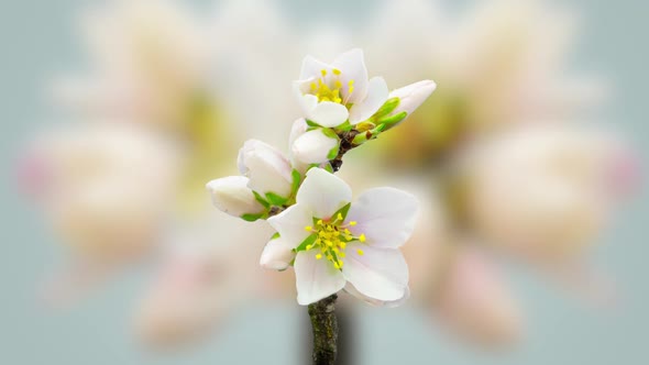 Almond Blossom on Blue