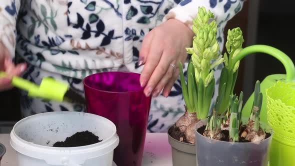 The Woman Transplants The Primroses Into A New Pot. Daffodil Bulbs And Buds Are Visible. Close Up.