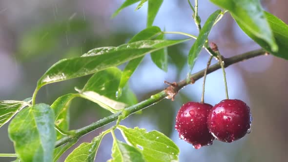Close Up of Red Cherries on a Tree in Heavy Rain in the Garden