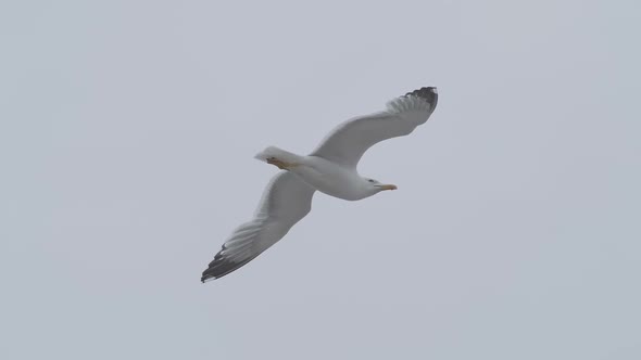 Seagull bird enjoying his flight.