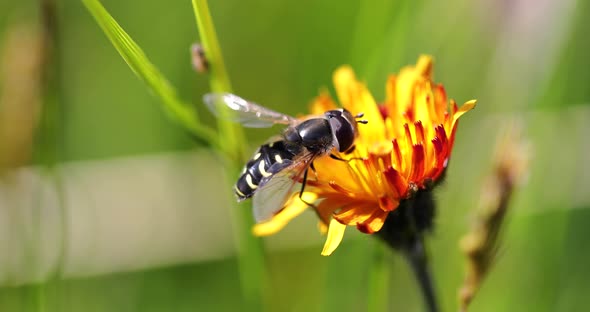 Bee Collects Nectar from Flower Crepis Alpina