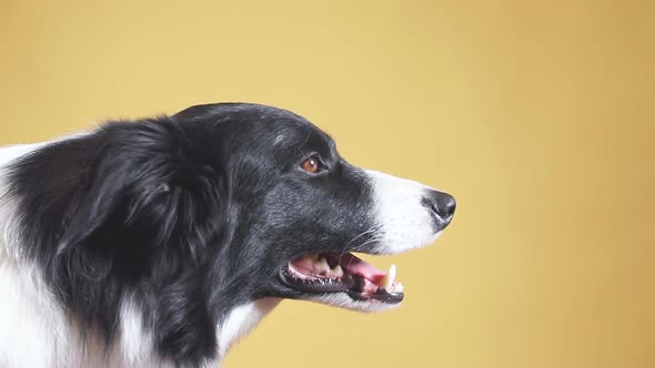 Profile of Lovely Breed Dog