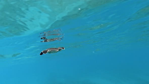 Small Sea Turtle Swimming In The Blue Ocean - underwater shot