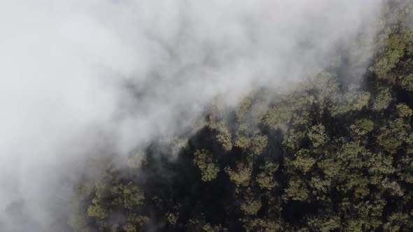 Aerial drone view flying over a forest with clouds