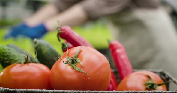 Close-up of Fresh Organic Tomatoes, Cucumbers and Hot Peppers Lying in Basket As Blurred Hands 