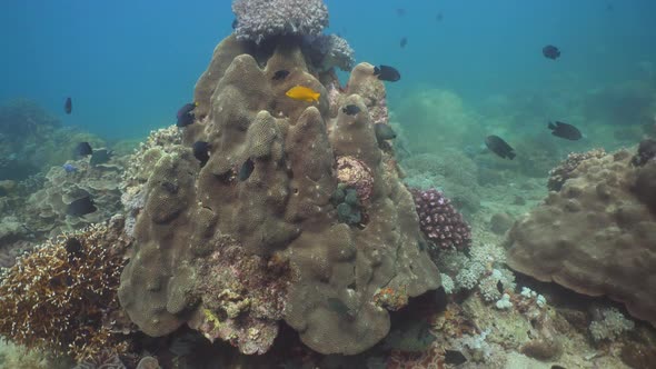 Coral Reef and Tropical Fish. Philippines, Mindoro
