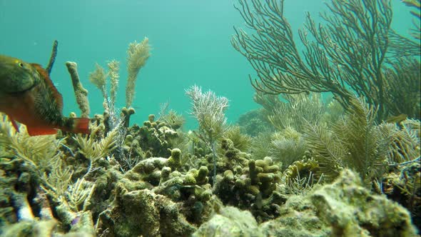 Colorful Seabed on the Coral Reef in the Caribbean Sea