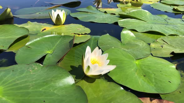 Beautiful Water Lily Flowers on the Water