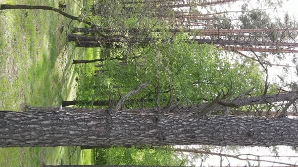 Vertical Video of a Forest with Pine Trees