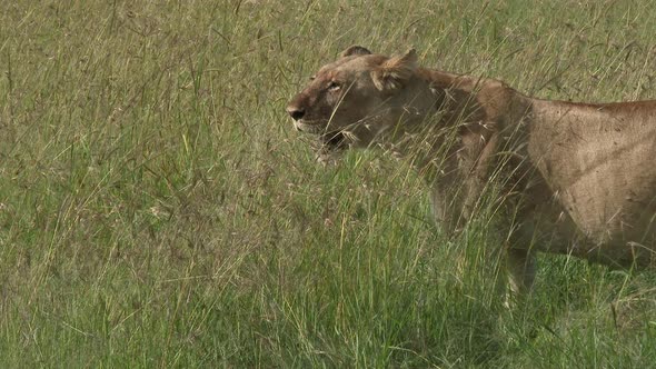 Lion (Panthera leo) female standing in high grass, cub passing by her, Maasai Mara, Kenya.