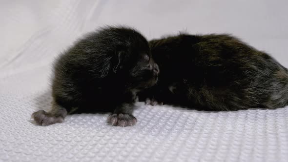 Newborn Blind Little Black Kittens Crawling on a White Background