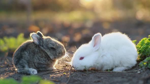 Easter bunny. Easter holiday concept. Cute rabbit on green grass near painted eggs.