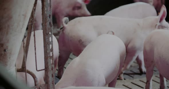 Pigs at Livestock Farm Pork Production Piglet Breeding