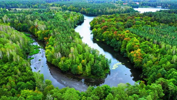 Winding river and forest in Poland, aerial view, Poland