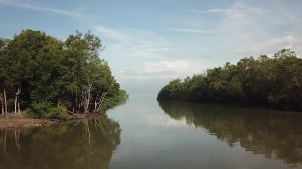 Fly toward the river mouth with mangrove trees