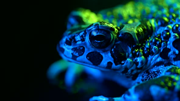 Beautiful Ground Toad Closeup Night Shot Under Blue Neon Colorful Light