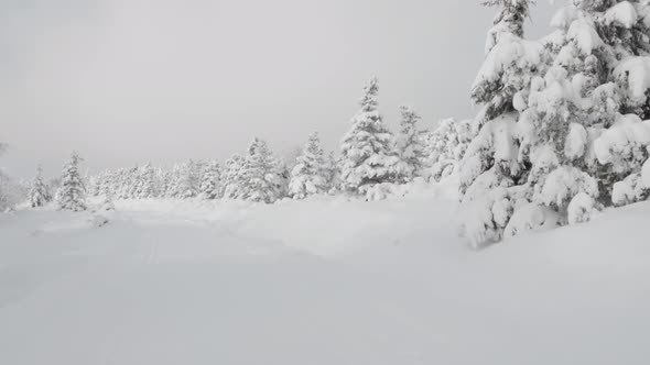 A Crosscountry Skiing Trail Goes Down a Hill in a Snowcovered Winter Landscape with Trees